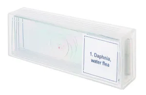 Набор микропрепаратов Levenhuk Discovery Prof DPS 5. «Жизнь в капле воды», изображение 4