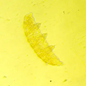 Микроскоп биологический инвертированный цифровой MAGUS Bio VD350 LCD, изображение 25