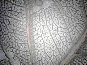 Микроскоп цифровой Levenhuk DTX 720 WiFi, изображение 19