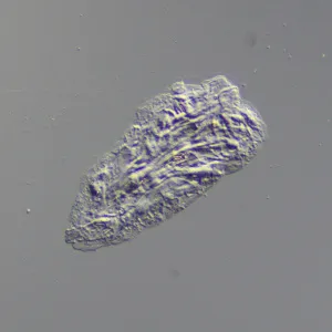 Устройство для работы методом дифференциально-интерференционного контраста (ДИК) MAGUS DIC290, изображение 9