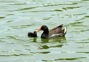 Фототелескоп Levenhuk Kelvin MAK127 AZ GOTO Wi-Fi, изображение 14