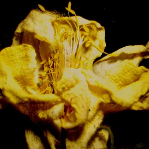 Микроскоп стереоскопический цифровой MAGUS Stereo D9T LCD, изображение 29