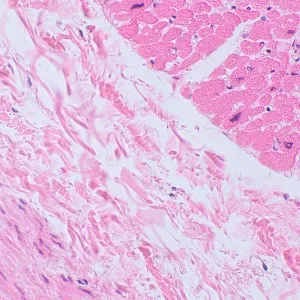 Микроскоп биологический цифровой MAGUS Bio D250TL, изображение 27