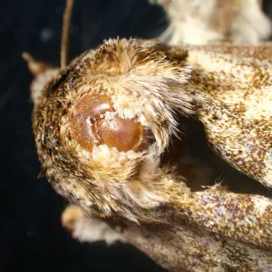 Микроскоп стереоскопический MAGUS Stereo A18T, изображение 6