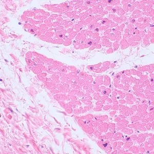 Микроскоп биологический MAGUS Bio 230BL, изображение 22